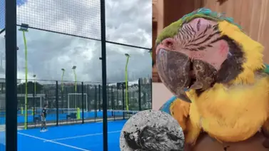 Denuncian daños a las guacamayas por culpa de las canchas de pádel en Caracas