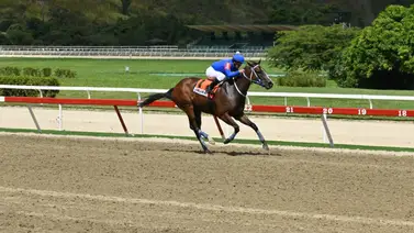 La importada Bella del Nilo se consagra como la mejor dosañera de La Rinconada La importada Bella del Nilo se consagra como la mejor dosañera de La Rinconada