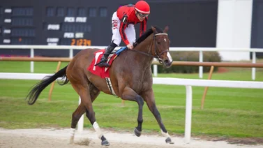 Junior Alvarado gana en gran atropellada su vigésimo Stakes en 2024