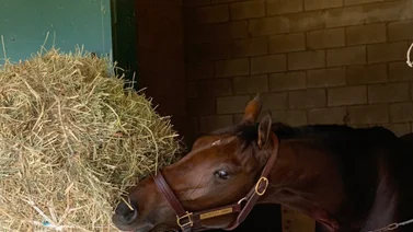 Conozca la lesión que tenía Thorpedo Anna en la Breeders' Cup Distaff G1