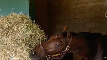 Conozca la lesión que tenía Thorpedo Anna en la Breeders' Cup Distaff G1 Conozca la lesión que tenía Thorpedo Anna en la Breeders' Cup Distaff G1