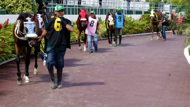 Sharar hijo del semental Gun Runner calienta los motores con miras a la temporada 2025