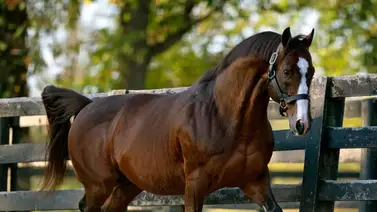 Estos son los diez sementales que más dinero generaron en Estados Unidos en el 2024 Estos son los diez sementales que más dinero generaron en Estados Unidos en el 2024