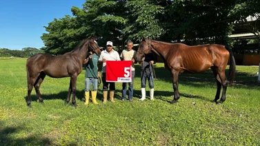 Haras Los Caracaros tiene el hermano completo del campeón Niño Lorenzo 