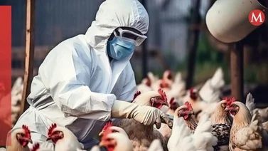 Estados Unidos en alerta tras confirmar primer caso de gripe aviar