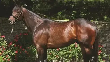 Uncle Mo campeón semental fue sacrificado a los 16 años Uncle Mo campeón semental fue sacrificado a los 16 años