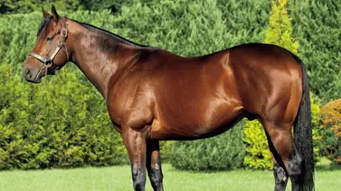 Semental norteamericano lidera estadística de tresañeros en Japón Semental norteamericano lidera estadística de tresañeros en Japón