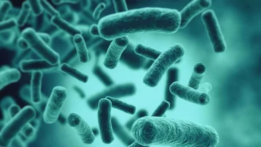 EEUU | Alertan sobre peligrosa bacteria resistente a medicamentos en California