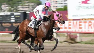 Retiran caballo ganador del Clásico Internacional del Caribe Retiran caballo ganador del Clásico Internacional del Caribe