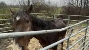 Rescatan de la muerte caballo que ganó en Royal Ascot con Aidan O’Brien Rescatan de la muerte caballo que ganó en Royal Ascot con Aidan O’Brien