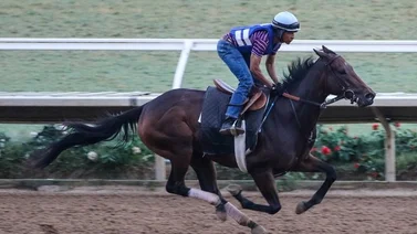 Tamara: La hija de la campeona Beholder busca su primer Graded Stakes como tresañera