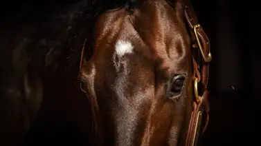 Este purasangre es el líder semental en su primer año en Estados Unidos Este purasangre es el líder semental en su primer año en Estados Unidos