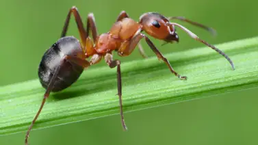 Las hormigas son más inteligentes que los humanos según estudio Las hormigas son más inteligentes que los humanos según estudio