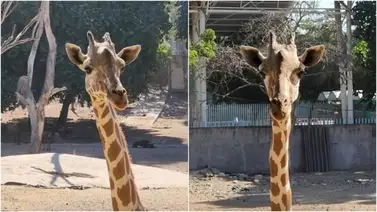 Jirafa de Culiacán Jirafa de Culiacán
