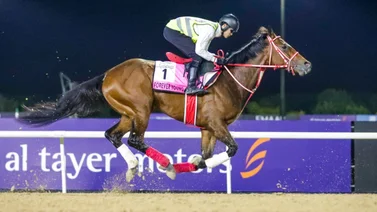 Forever Young gana el Tokyo Daishoten G1 y termina el año invicto en Japón