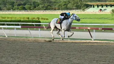 El 2024 dejó una atropellada inolvidable en el hipódromo La Rinconada El 2024 dejó una atropellada inolvidable en el hipódromo La Rinconada