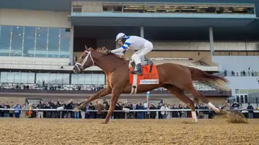 El Cigar Mile Stakes GII es este sábado en Aqueduct El Cigar Mile Stakes GII es este sábado en Aqueduct