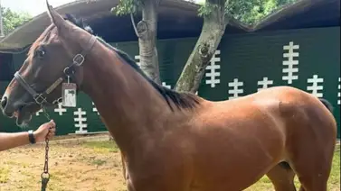 Nieta de ganador de la Dubai World Cup (Gr1) en el año 2002 se estrene en La Rinconada Nieta de ganador de la Dubai World Cup (Gr1) en el año 2002 se estrene en La Rinconada