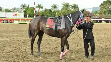 Hermana completa de Cosmic Love y Craigh Na Dun hace su estreno en La Rinconada Hermana completa de Cosmic Love y Craigh Na Dun hace su estreno en La Rinconada