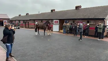 Porta Fortuna recauda 6,3 millones de dólares en Tattersalls en diciembre Porta Fortuna recauda 6,3 millones de dólares en Tattersalls en diciembre