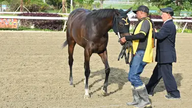 La explicación de Samuel Yánez: Este fue el factor de la caída de Tea Tre Bay en La Rinconada La explicación de Samuel Yánez: Este fue el factor de la caída de Tea Tre Bay en La Rinconada