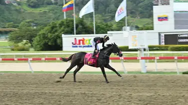 Star White busca la consolidación definitiva entre los dosañeros en el XX Clásico “Cañonero” (GI) Star White busca la consolidación definitiva entre los dosañeros en el XX Clásico “Cañonero” (GI)