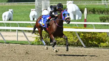 I Clásico Ramón Alfredo Domínguez (GI): Nieta de Scat Daddy lidera la batalla por la gloria I Clásico Ramón Alfredo Domínguez (GI): Nieta de Scat Daddy lidera la batalla por la gloria