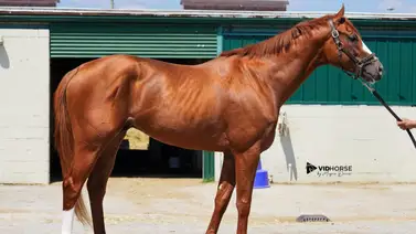 Alerta en La Rinconada el hijo de Tapit debuta en una selectiva y es por algo Alerta en La Rinconada el hijo de Tapit debuta en una selectiva y es por algo
