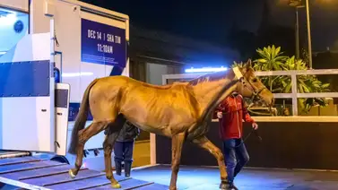 Giavellotto, en busca de la hazaña: defenderá su título en la Hong Kong Vase GI Giavellotto, en busca de la hazaña: defenderá su título en la Hong Kong Vase GI