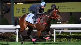 Romantic Warrior rebosa confianza de cara a otra victoria en la Hong Kong Cup GI