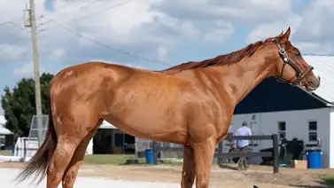 Llega a la Rinconada la primera hija de Justify que costó $500.000 como dosañera Llega a la Rinconada la primera hija de Justify que costó $500.000 como dosañera