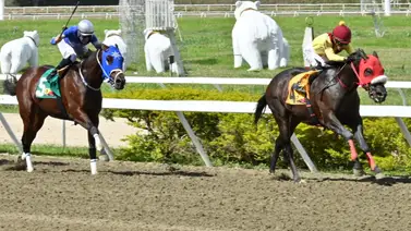 Último minuto: Retiran a este ejemplar del Clásico Internacional Junior Alvarado (GI) por esta razón Último minuto: Retiran a este ejemplar del Clásico Internacional Junior Alvarado (GI) por esta razón