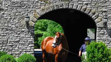 Subastas digitales de Fasig Tipton rompen récord de ventas y montos Subastas digitales de Fasig Tipton rompen récord de ventas y montos