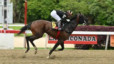 Pendiente con Fleet Street que cómo ajustó queda lista para su competencia en el Clásico Balsamino Moreira (GI) Pendiente con Fleet Street que cómo ajustó queda lista para su competencia en el Clásico Balsamino Moreira (GI)