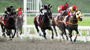 Baja sensible: Ejemplar que era el más cotizado queda retirado del Clásico Internacional Javier José Castellano (GI) Baja sensible: Ejemplar que era el más cotizado queda retirado del Clásico Internacional Javier José Castellano (GI)