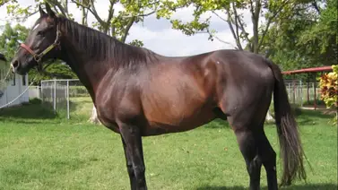 La sangre pura en Venezuela: El legado genético que domina la cría clásica La sangre pura en Venezuela: El legado genético que domina la cría clásica