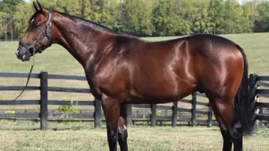 $1.3 millones: El hermano completo de Rachel Alexandra (Epic d'Oro) hace su debut este sábado en Gulfstream Park $1.3 millones: El hermano completo de Rachel Alexandra (Epic d'Oro) hace su debut este sábado en Gulfstream Park