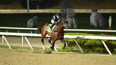 Special Element resultó ser el caballo importado del año en La Rinconada Special Element resultó ser el caballo importado del año en La Rinconada