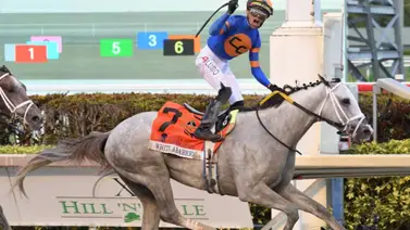 White Abarrio a la expectativa: Este fin de semana el ganador de la Pegasus World Cup podría estar presente en el Mr. Prospector G3 por $150.000 White Abarrio a la expectativa: Este fin de semana el ganador de la Pegasus World Cup podría estar presente en el Mr. Prospector G3 por $150.000
