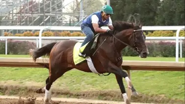 ¡Confirmado! El doblecoronado Sovereingty comenzará su entrenamiento para el 2026 ¡Confirmado! El doblecoronado Sovereingty comenzará su entrenamiento para el 2026