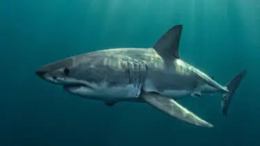 Triatleta fue deborada por un tiburón en esta parte de Estados Unidos Triatleta fue deborada por un tiburón en esta parte de Estados Unidos