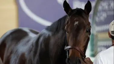 Entrenador Mandella lo confirma: Se retira Tamara afectada por una "Nube Negra" de lesiones Entrenador Mandella lo confirma: Se retira Tamara afectada por una "Nube Negra" de lesiones